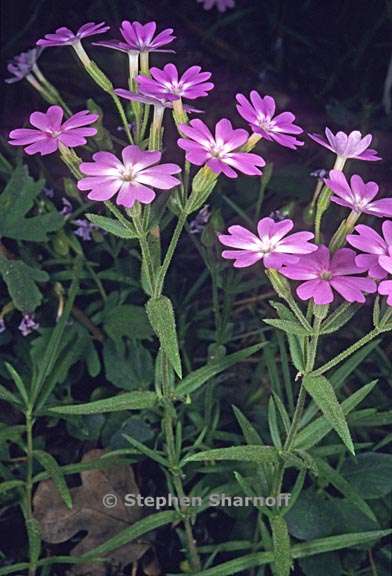 phlox speciosa 1 graphic